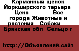 Карманный щенок Йоркширского терьера › Цена ­ 30 000 - Все города Животные и растения » Собаки   . Брянская обл.,Сельцо г.